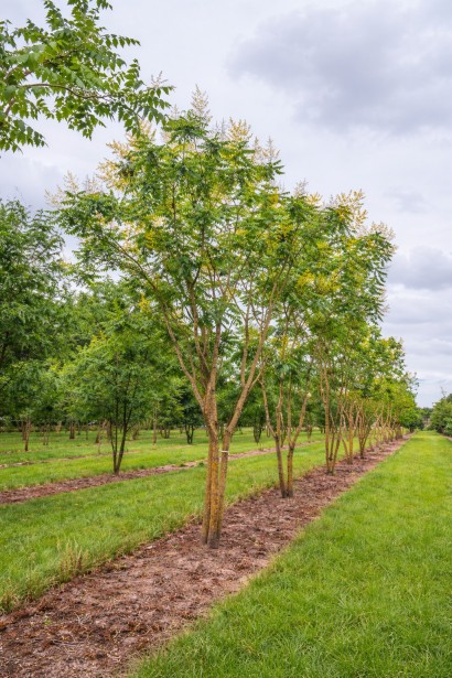 Koelreuteria paniculata фото